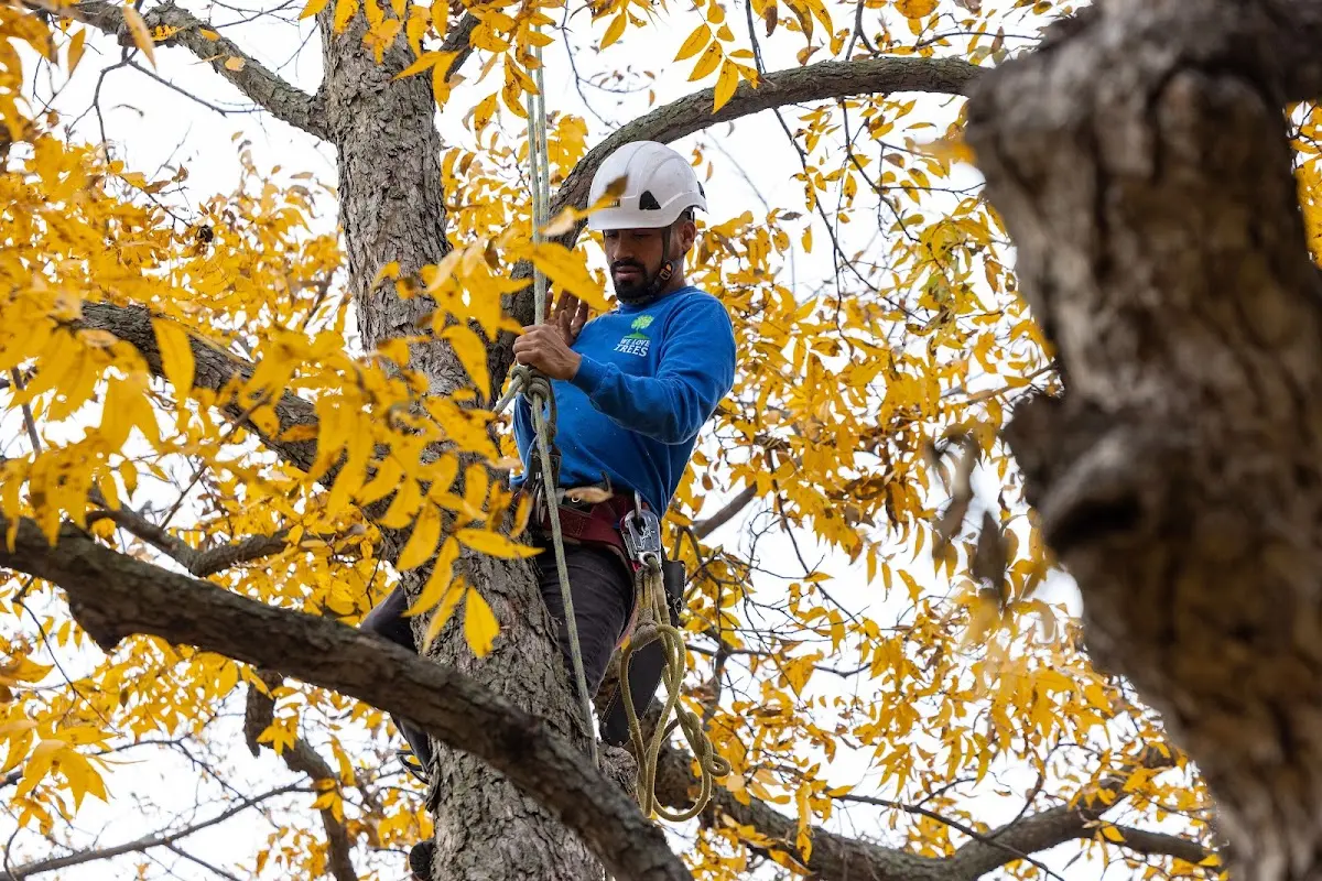 Skilled Tree Pruning crew working in White Heath
